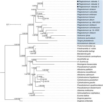 Molecular phylogeny and ethology of the Family Frontiers